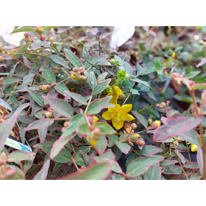 Ľubovník moserov (Hypericum moserianum) ´TRICOLOR´ - výška 30-40 cm, Ø  30-40 cm, kont. C2L 